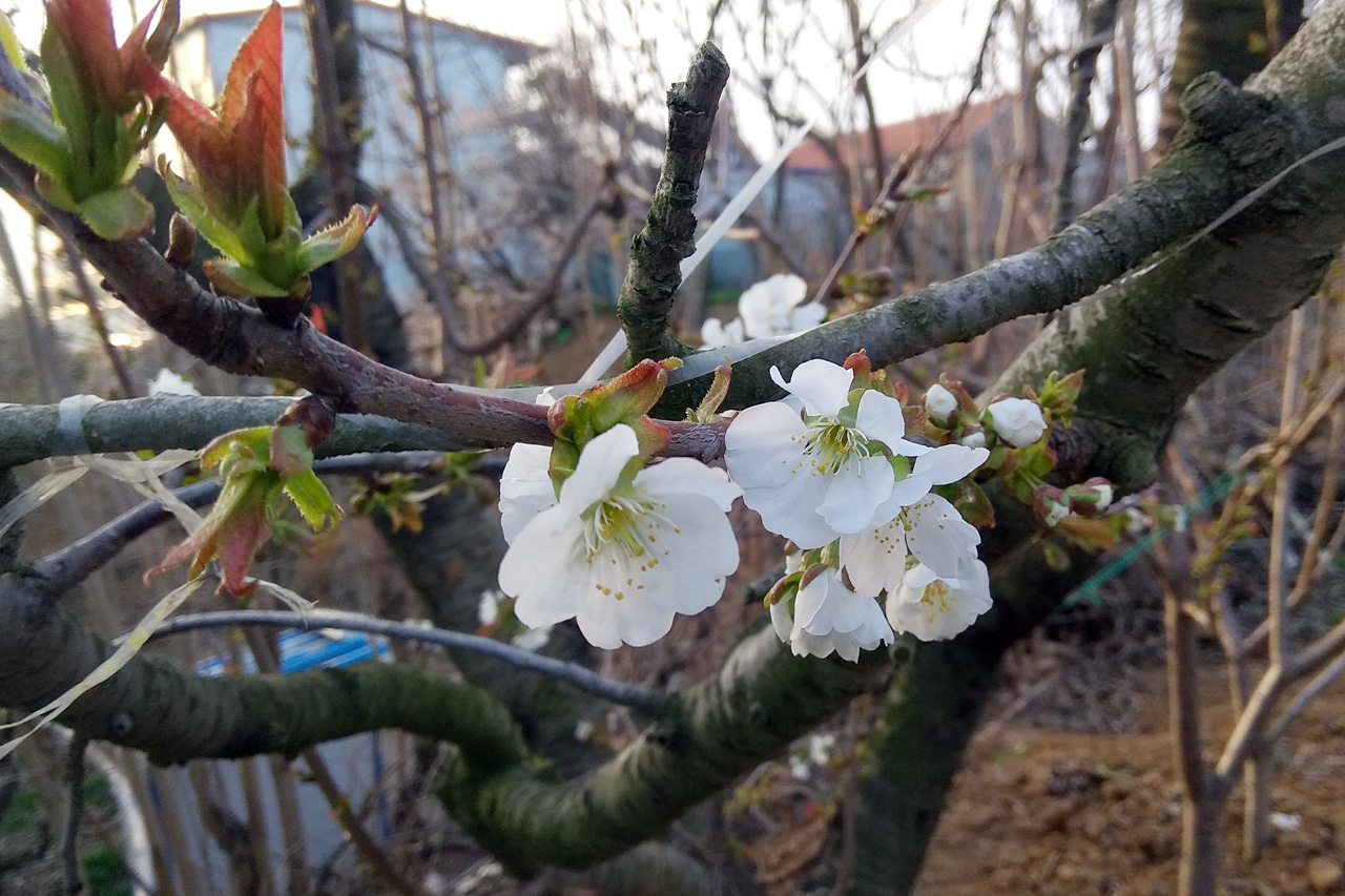 樱桃花开，美翻了