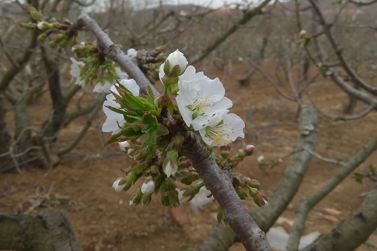 2018年的4月10日,第一颗樱桃树开花,特此纪念2018年4月10日 下午7:22