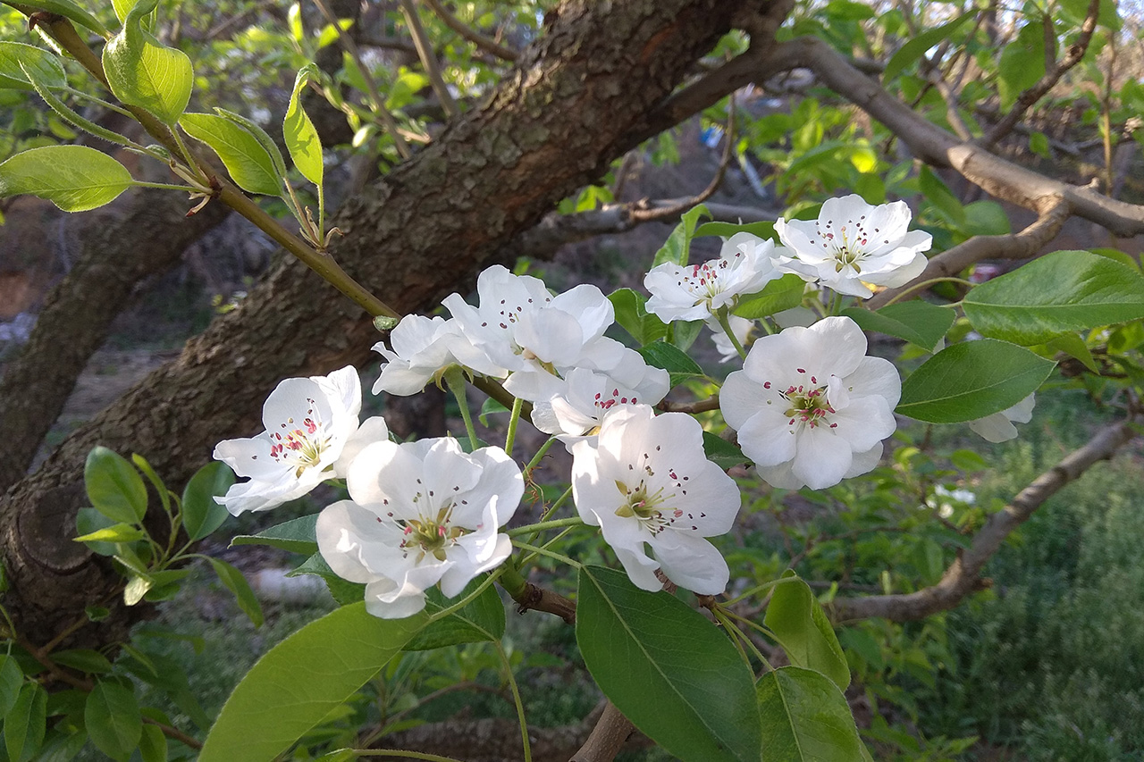 樱桃花开，美翻了